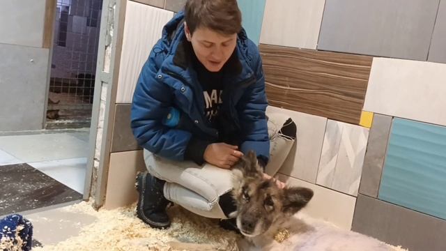 Новости Атланта. Встанет ли наш старичок? Верновцы - помощь животных смотреть онлайн