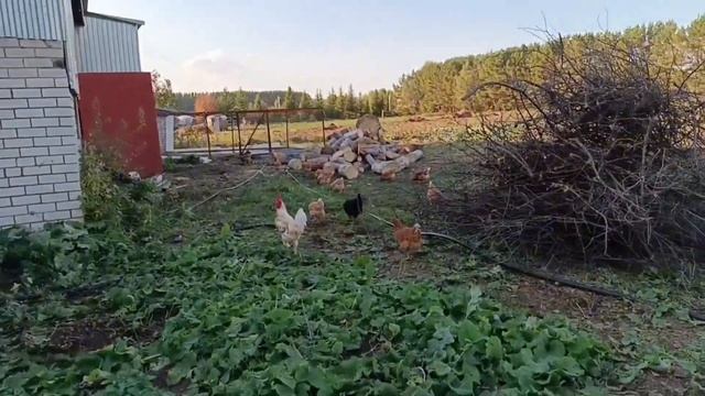 СКУПИЛИСЬ В ЧЕЛНАХ, РАСПАКОВКА, ОБЗОР /ПУСТЯК ЧТО НЕ НАТОЧЕНЫ НОЖИ? /СЕРГЕЯ ДОМОЙ НЕ ЗАГНАТЬ смотреть онлайн