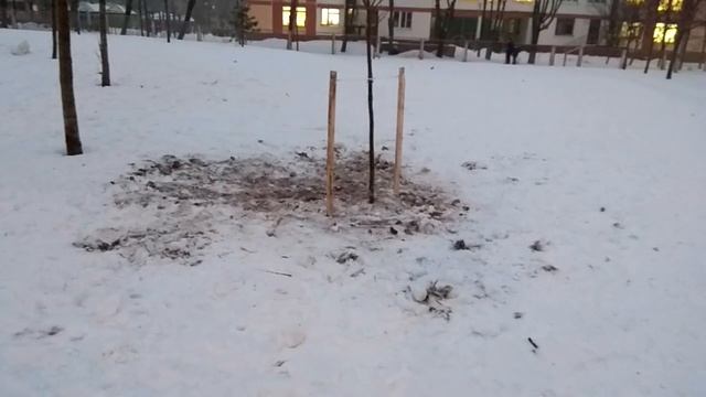 ??Зачем садить деревья в мёрзлую землю зимой??? Посадка деревьев. смотреть онлайн