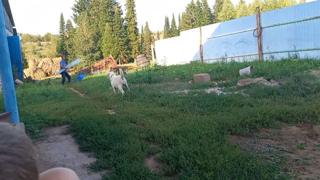 злой алабай 2,5 месяца смотреть онлайн