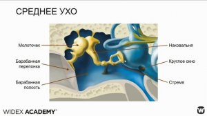 Анатомия и физиология органа слуха