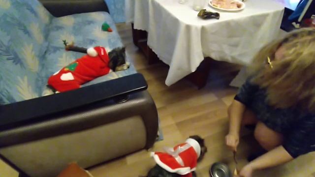 Vlog. Празднуем Новый год 2021. Дарим животным подарки. смотреть онлайн