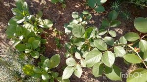 Цветение роз во Владимирской области продолжается! ????