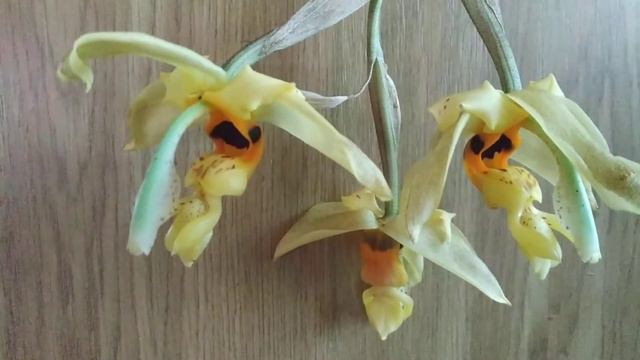 Stanhopea wardii. Ecuagenera. Цветение стангопеи в домашних условиях. #stanhopea #stanhopeawardii смотреть онлайн