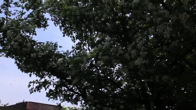 Зацвел Боярышник , Праздник для пчел 2021 смотреть онлайн