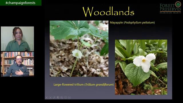 Spring Beauties: Vernal Wildflowers of Central Illinois смотреть онлайн