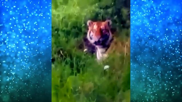 Рыбаки бросились в РАССЫПНУЮ, когда из леса к ним вышел ОН! Это надо видеть! смотреть онлайн