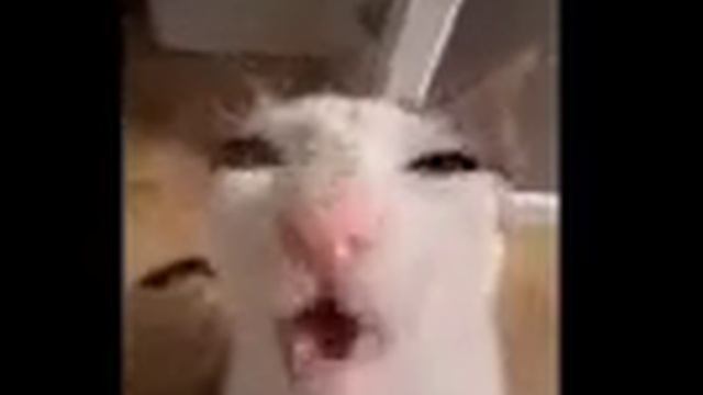 Cat eating ice low quality смотреть онлайн