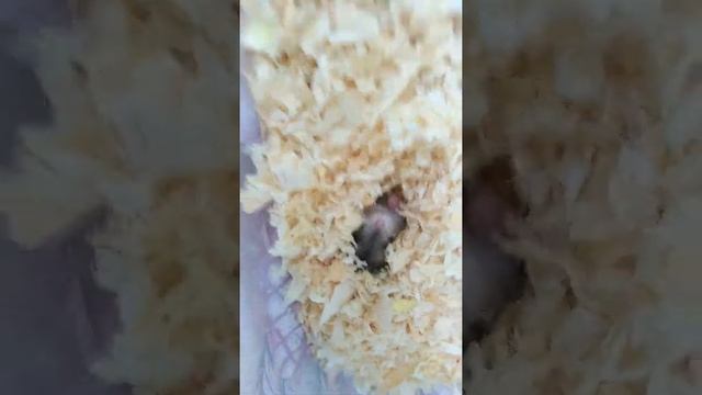 Новый питомец. Джунгарский хомяк Персик. смотреть онлайн