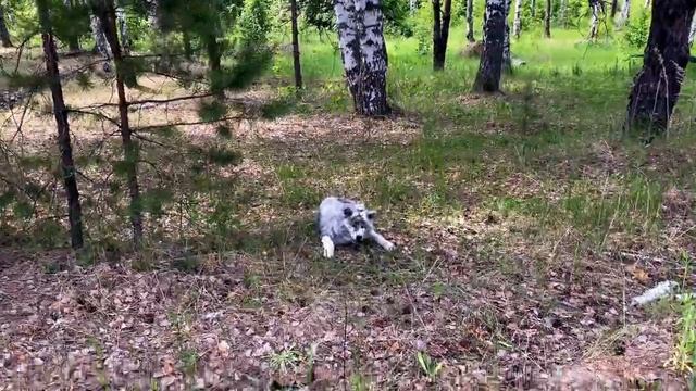 Охотник смотреть онлайн