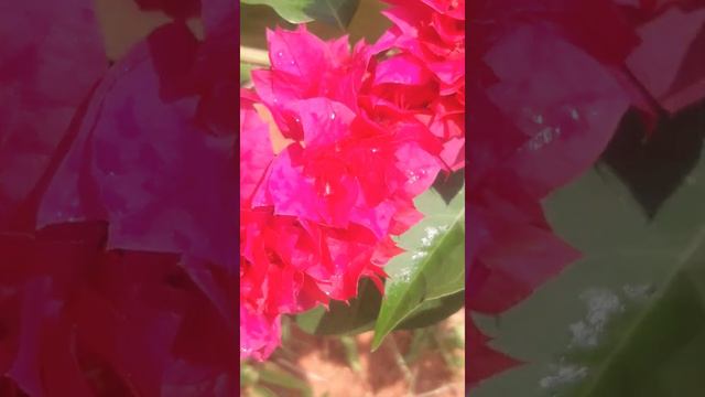 Have u ever watched this cute pink bougainvillea 🌸🌸 ?, In rainy mood 🌦🌦........ смотреть онлайн