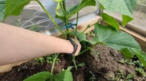 Пикировка огурцов