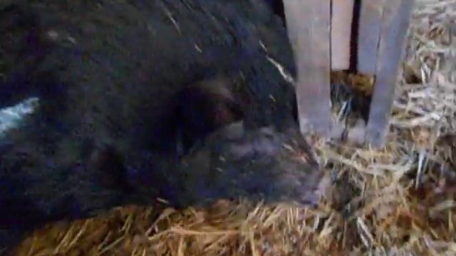 Мои вьетнамские свинки. Не кастрированного хряка есть оказывается можно! смотреть онлайн