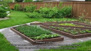 Выращивание розмарина в саду – как все лето иметь под рукой ароматную зелень