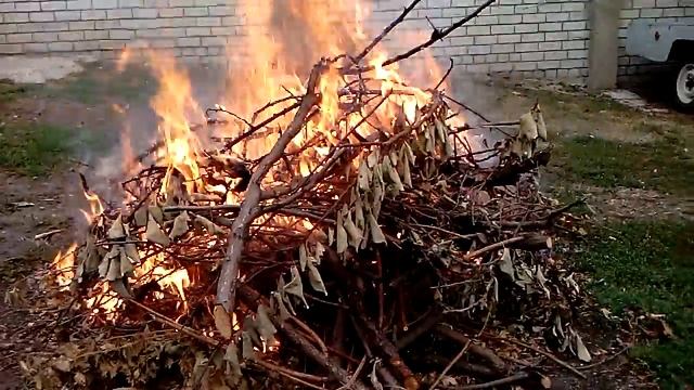 Дача. Дом. Как медленно спалить ветки деревьев. смотреть онлайн