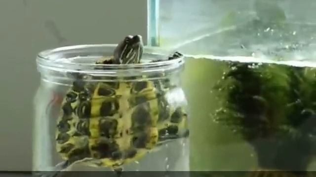 Маленькая красноухая черепашка пытается выбраться из банки, пока моют ее аквариум