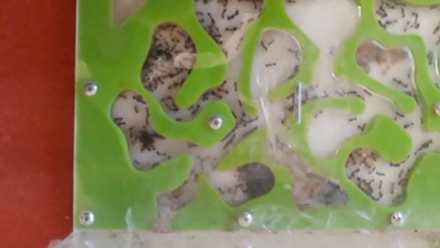 Муравиная ферма #2 | Мравьи едят муху. смотреть онлайн