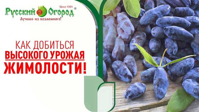 Ягода жимолости БОЛЬШЕ НЕ БУДЕТ ОСЫПАТЬСЯ! Жимолость станет крупнее, сочнее, ароматней и вкусней. смотреть онлайн