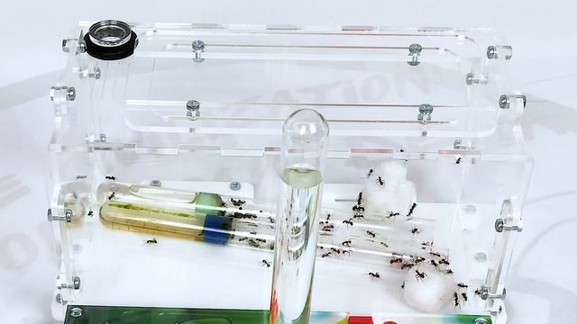 Переселение Кампонотус Никобаренсис | Новая ферма НАНО