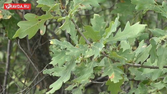 В Волго-Ахтубинской пойме готовят почву для компенсационной высадки зеленых насаждений смотреть онлайн