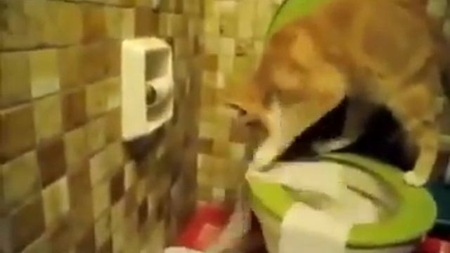 Кот чистит туалет смотреть онлайн