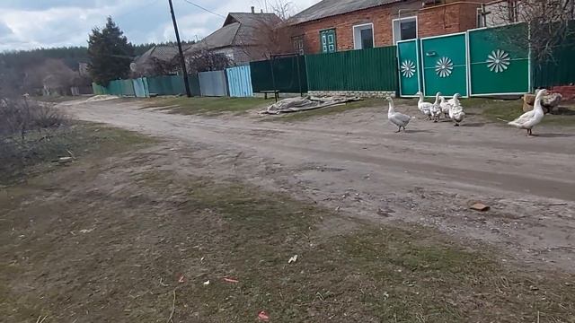убрал гусаков, посадил деревья. смотреть онлайн