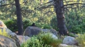 СНЕЖНЫЙ ЧЕЛОВЕК СНЯТЫЙ НА КАМЕРУ / 8 УНИКАЛЬНЫХ ВИДЕО ЙЕТИ