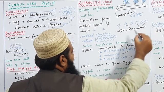 Biology Ch#07-Lecture#08 Fungus Like Protist  (F.Sc 1st Year)