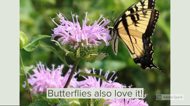 My Favorite Flower - Wild Bergamot (Monarda) - Beloved by Bees and Butterflies смотреть онлайн