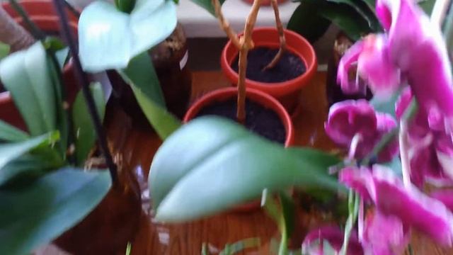 Лесные кактусы #Обрезка #хатиоры ч.1 #Hatiora pruning. Forest cacti смотреть онлайн