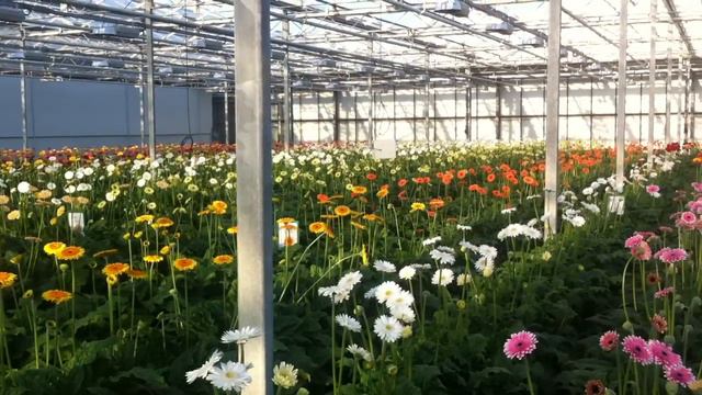 Preesman gerbera trial greenhouse in Holland. смотреть онлайн