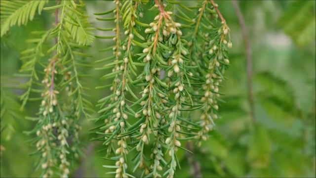 Metasequoia Metasequoia glyptostroboides, or dawn redwood trees in Fountainville Pa смотреть онлайн
