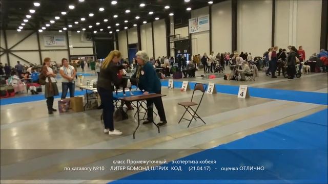 МОНО Бостон  терьер  - 15.12.18г.