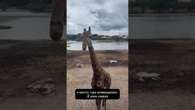 Зоопарк в Бангкоке Safari world смотреть онлайн