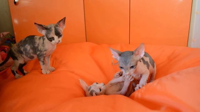 Котята канадский сфинкс. смотреть онлайн