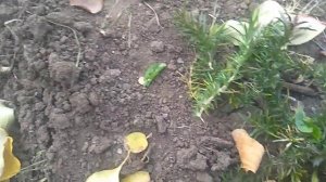 Черенкование флокса шиловидного.