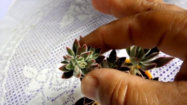 Planta do mês Echeveria Pulvinata ? смотреть онлайн
