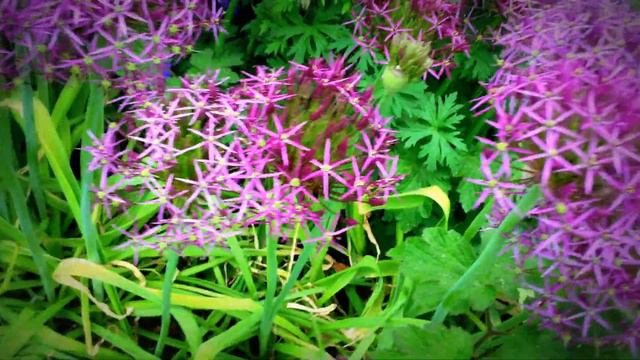 British Spring Blossoms - Allium christophii (Persian Onion) #allium #christophii #persian #onion смотреть онлайн