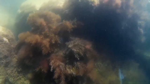 Medieval Music In Electronic Sound Guilluame De Machaut(1300-1377) 