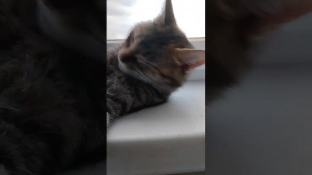 не усы а усище? #рекомендации #мята смотреть онлайн