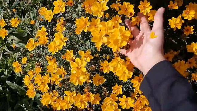 Небывалый урожай! Приехали на сбор яблок. Обзор цветника. смотреть онлайн