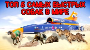 Топ 5 самых быстрых собак в мире. Книга рекордов Гиннеса.