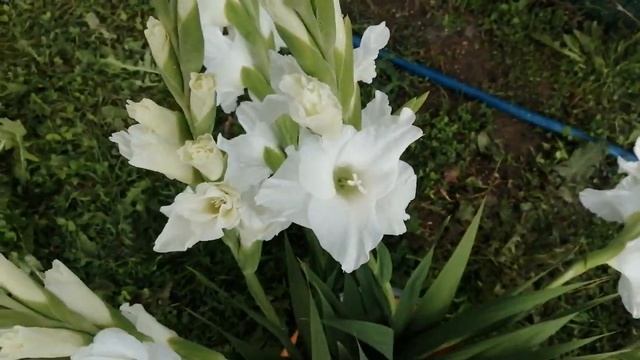 Срезка Солиста, гладиолусы белого цвета смотреть онлайн