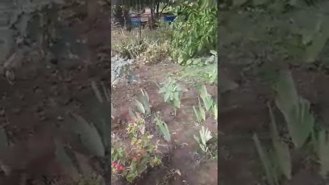 Ирисы и их летние спутники для красивой клумбы смотреть онлайн