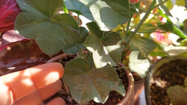 Sakız Sardunya Bakımı, Üretimi, Konumu, Tüm Detaylar