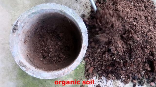 How To Grow Coconut Tree From Coconut Fruit For Beginners