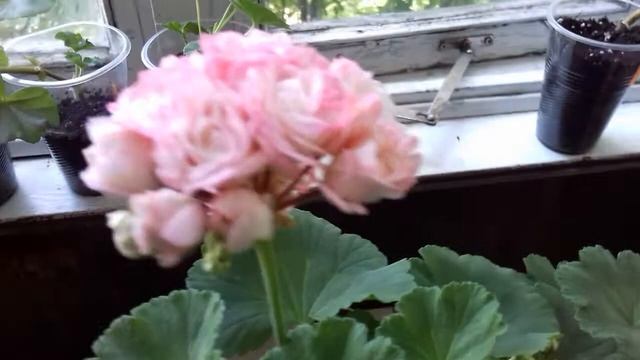 Пеларгония Denise Sutarve