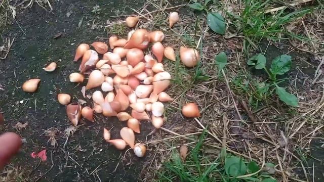 Что делать с луковицей Тюльпана после выгонки Тюльпаны Беларусь смотреть онлайн