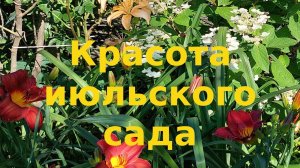 Красивые растения в моем саду