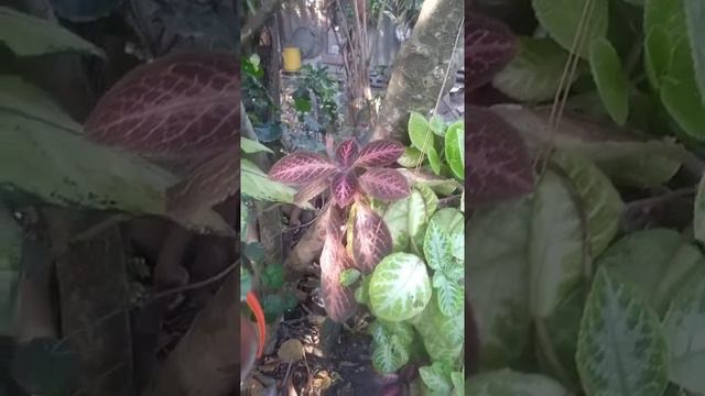 красивое растение с фиолетовыми листьями. смотреть онлайн